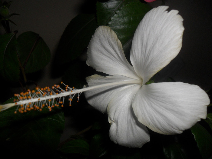 Hibiscus White Swann