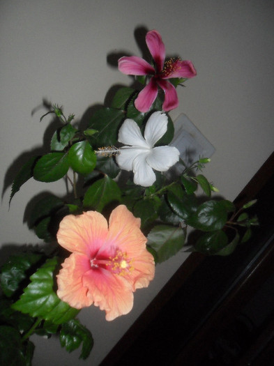 Hibiscus grup