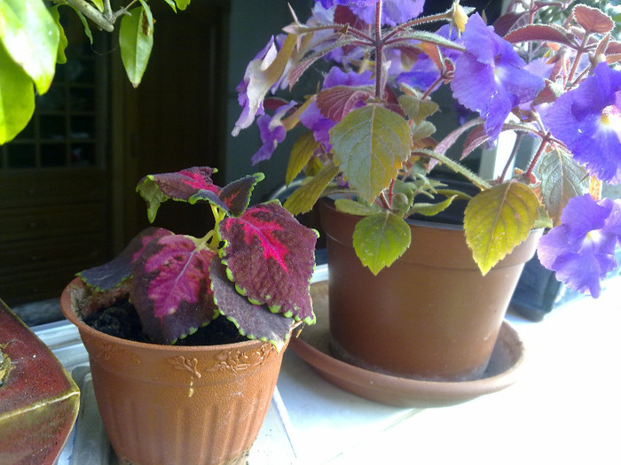 240720123102 - florile din balcon