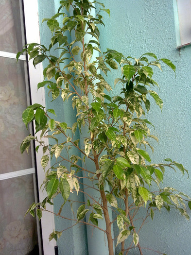 240720123097 - florile din balcon