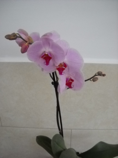 23 iulie - 2012- Orhideea