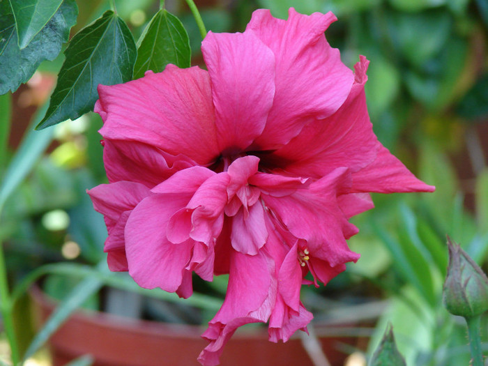 Clasic Pink - Hibiscus