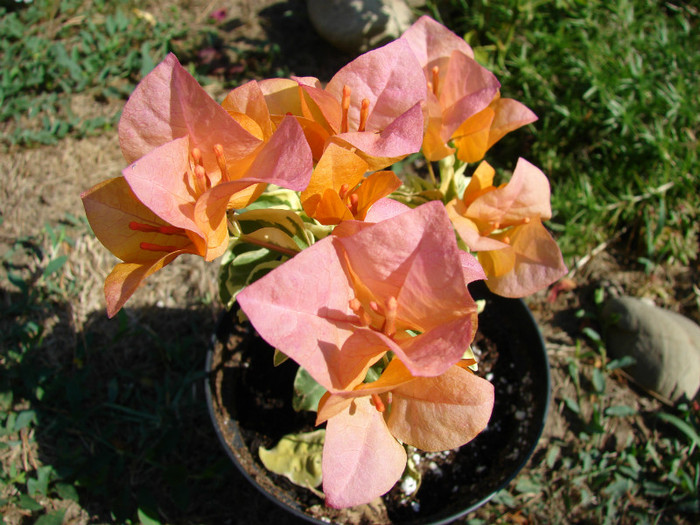 DSC00530 - Bougainvillea