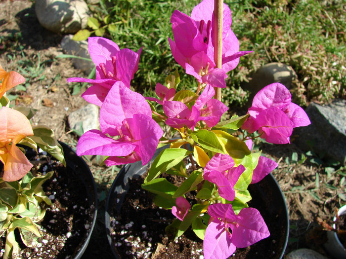 DSC00532 - Bougainvillea