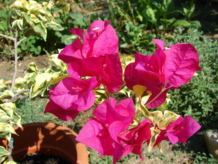 DSC00533 - Bougainvillea