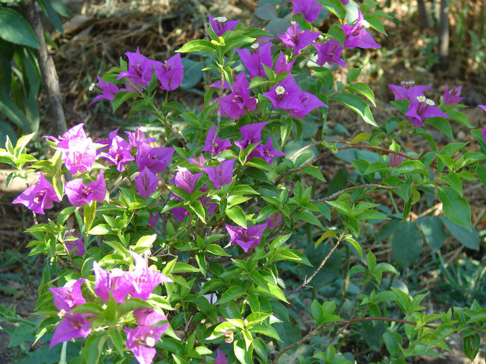 DSC00534 - Bougainvillea