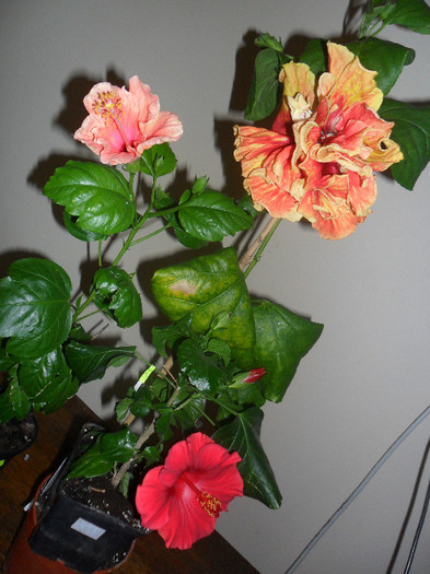 Hibiscus grup