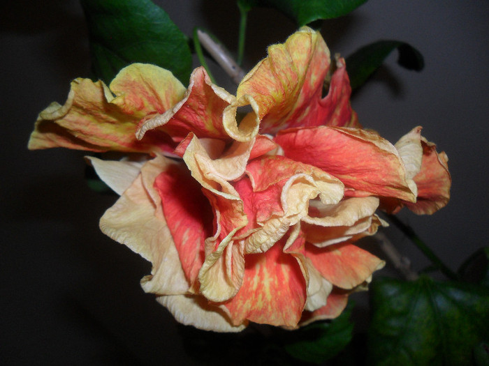Hibiscus Dancing Fire