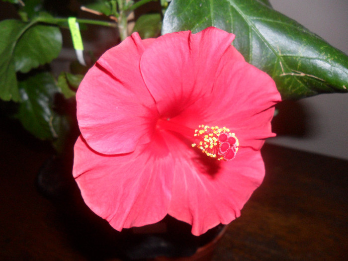 Hibiscus Helene