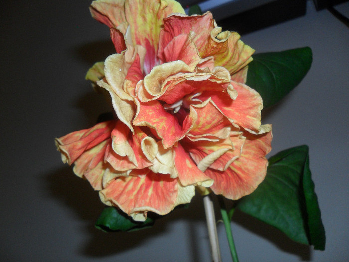 Hibiscus Dancing Fire