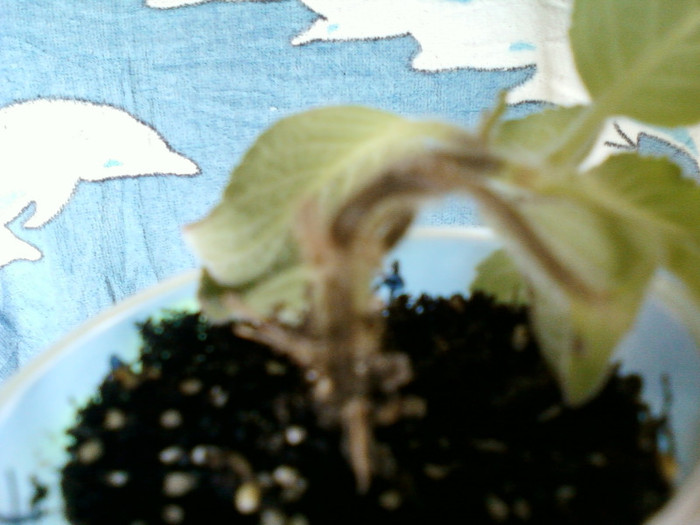 kohleria...  :(((((((