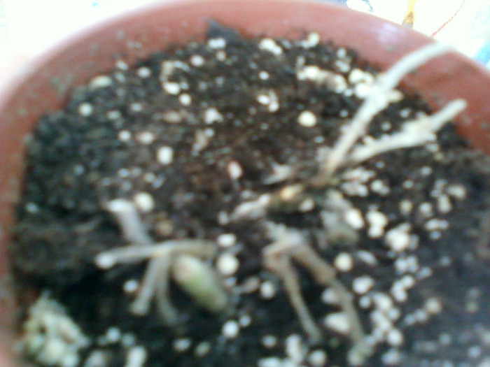 fittonia rosie...   :(((