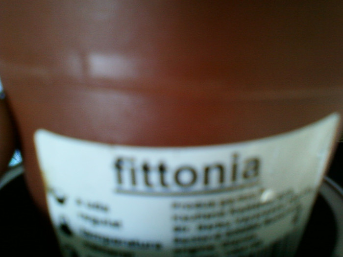 25 iulie 2012-flori 021