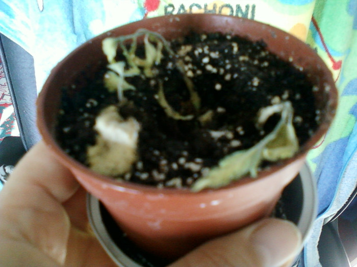 fittonia verde...   :(((