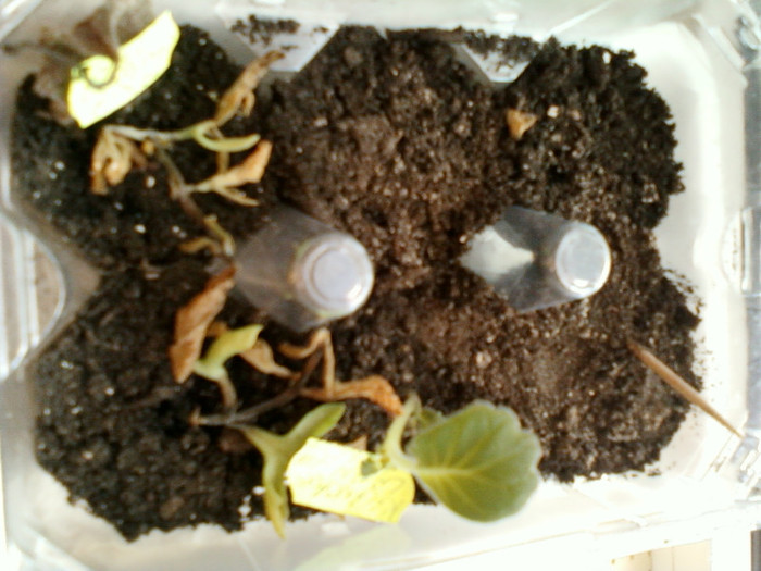 violete si kalanchoe...   :(((