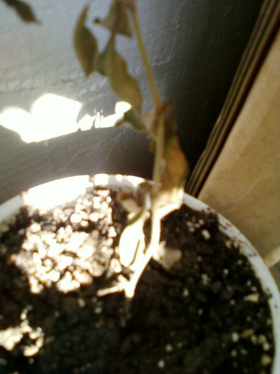 plumbago alb, abia primit ...   :(((