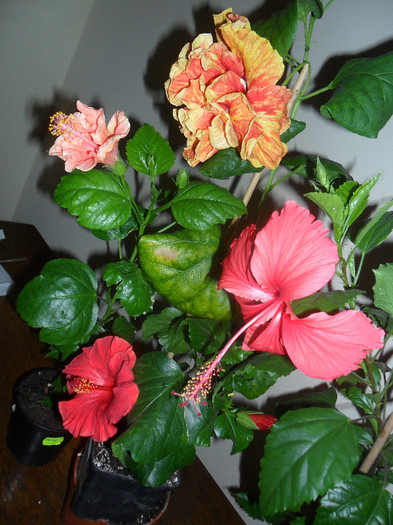Hibiscus grup