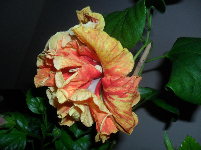 Hibiscus Dancing Fire