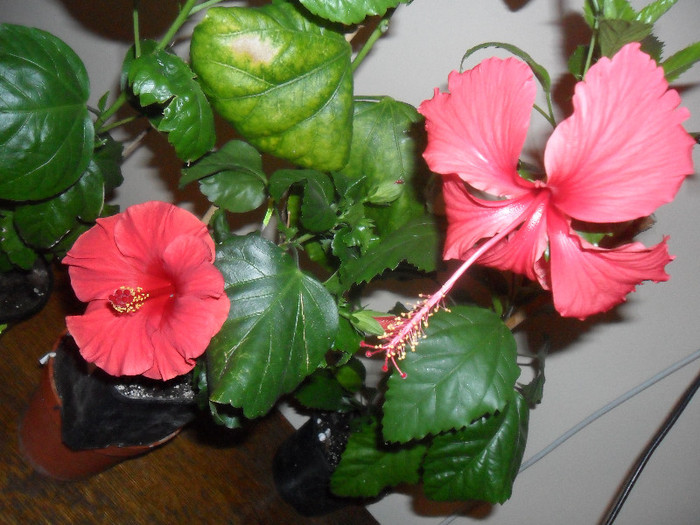 Hibiscus Helene si Rouge Tropique