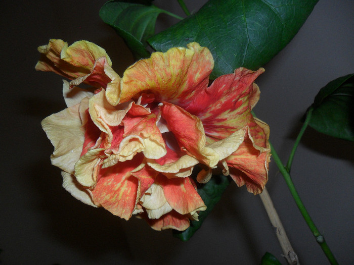 Hibiscus Dancing Fire