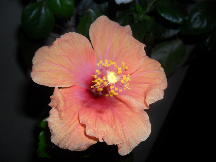 Hibiscus Safran