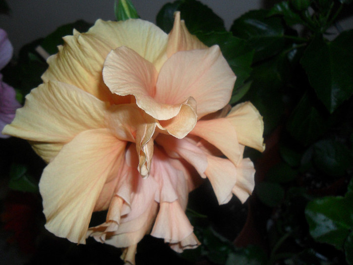 Hibiscus Clasic Yelow