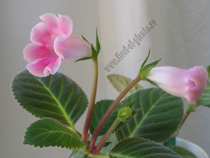 Sinningia Slipper Pink; 2012
