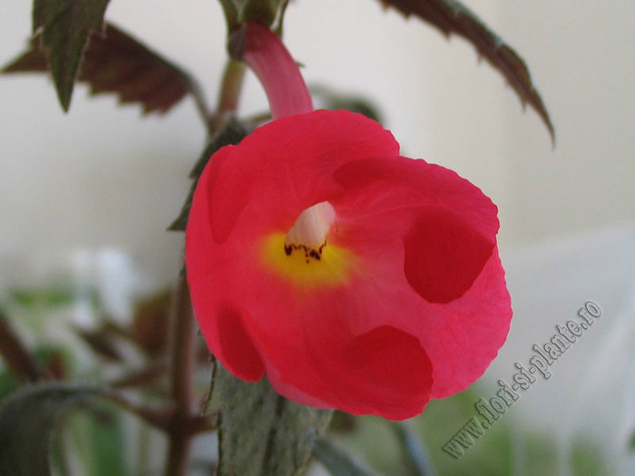 Achimenes Orange Delight - ACHIMENES II