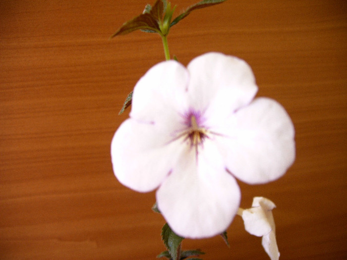 Charrity - ACHIMENES