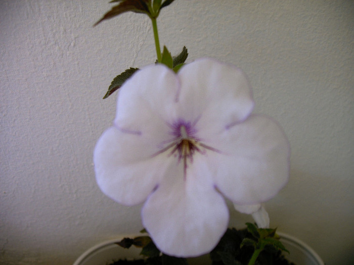 IMAG0039 - ACHIMENES