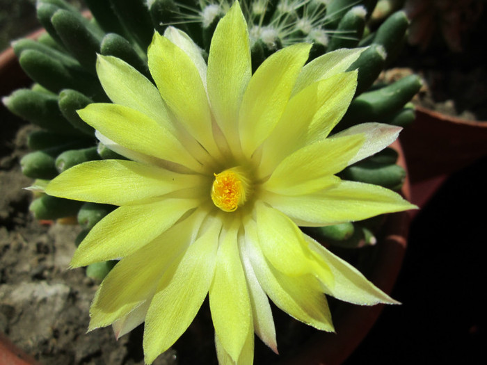 Mammillaria longimamma