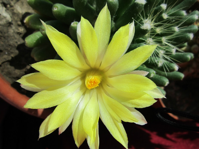 Mammillaria longimamma - cactusi - 2012