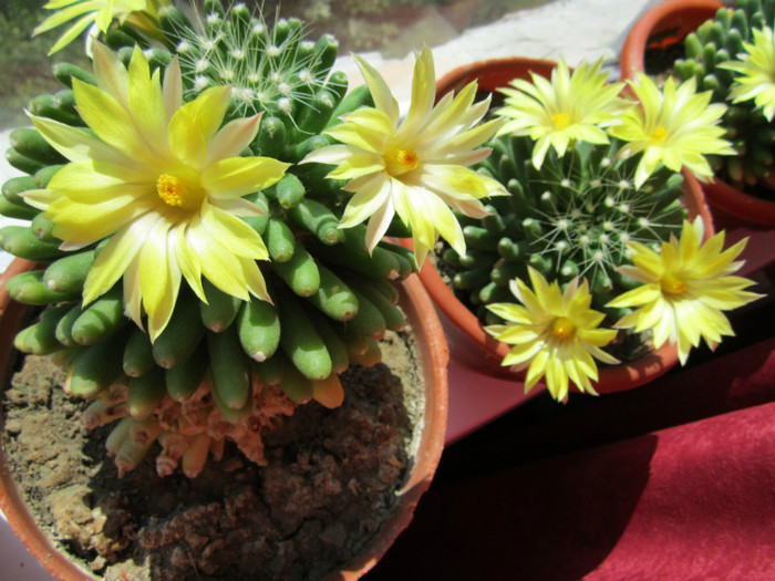 Mammillaria longimamma - cactusi - 2012