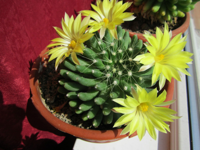 Mammillaria longimamma - cactusi - 2012