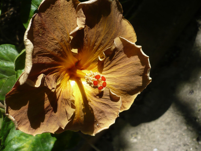 P1160230