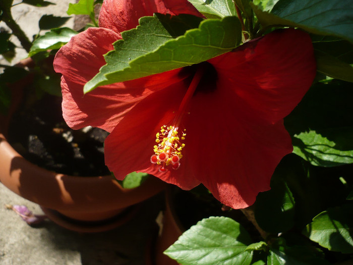 P1160240