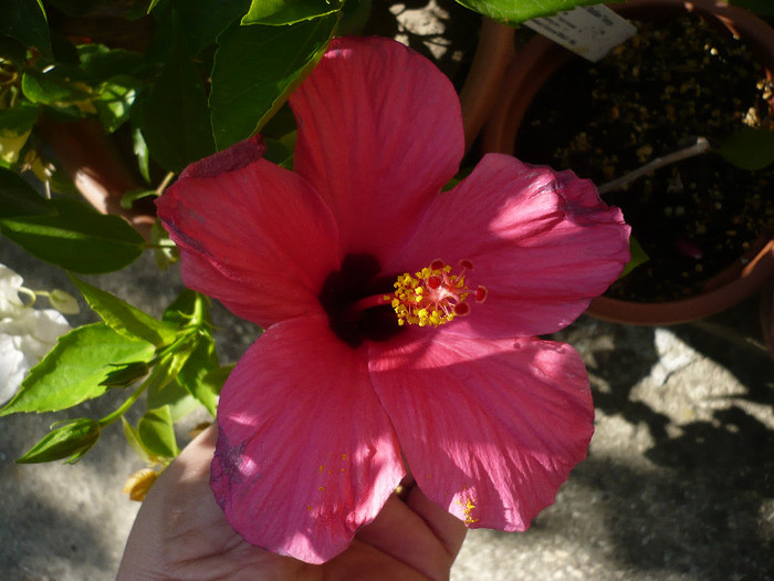 P1160243