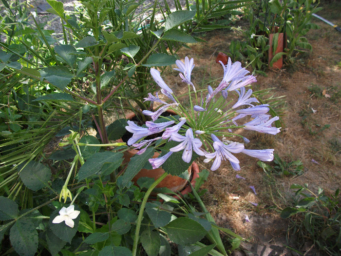 Agapanthus - Iulie 2012