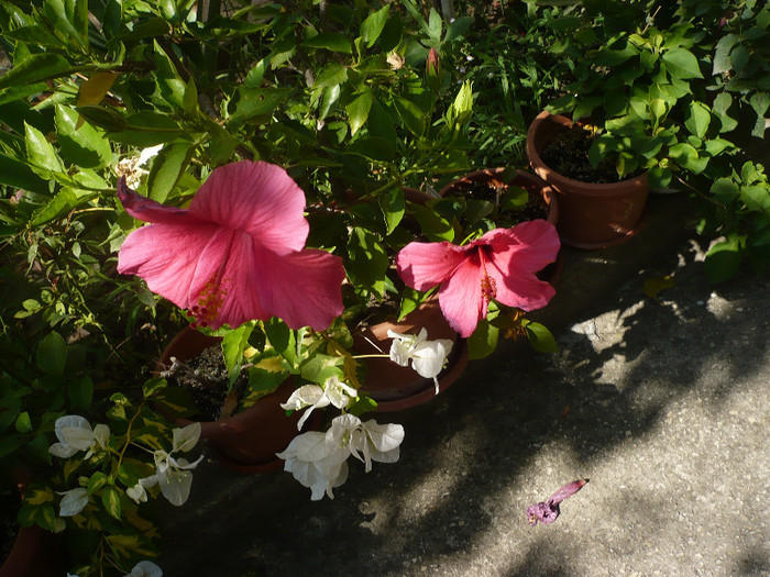 P1160244