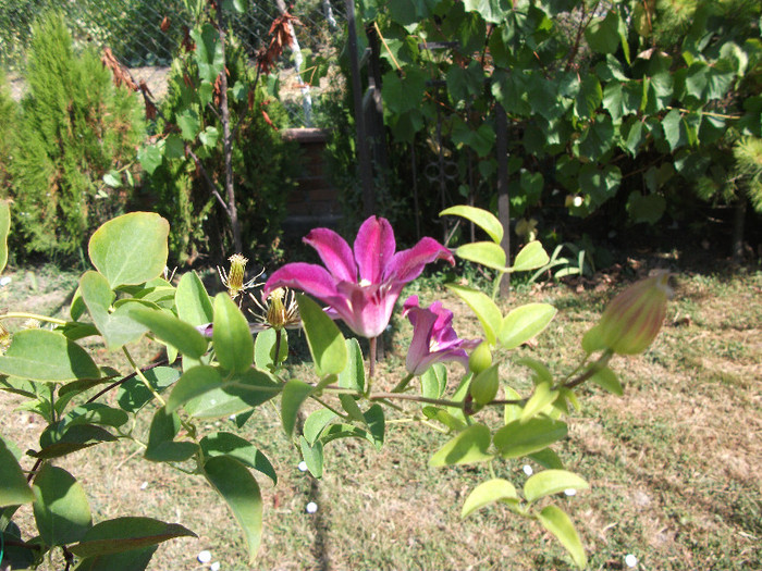 Clematis Sir Trevor Laurence - Iulie 2012