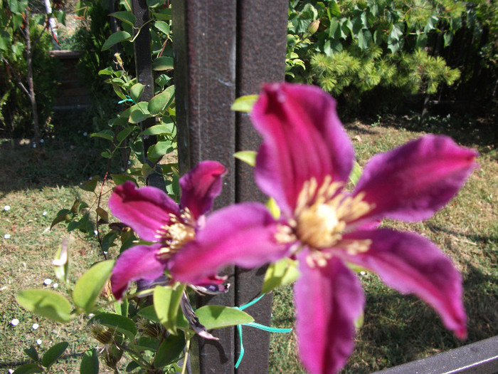 Clematis Sir Trevor Laurence