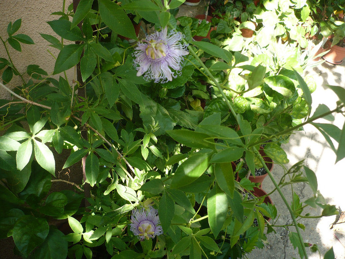 25.07.2012 - zzz-PASSIFLORA 2012-iesite din colectie