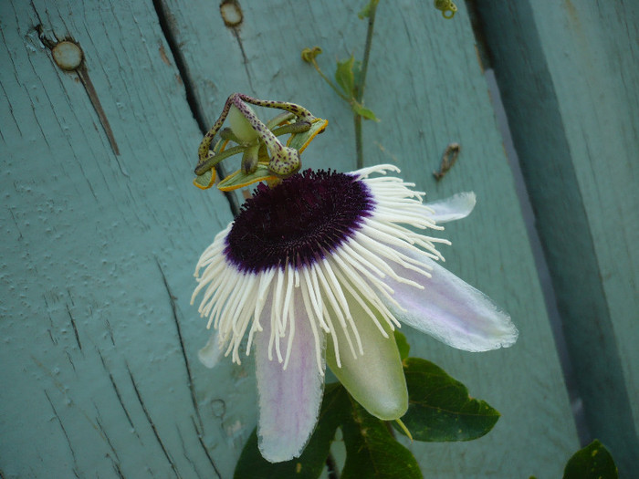 P1160251 - zzz-PASSIFLORA 2012-iesite din colectie