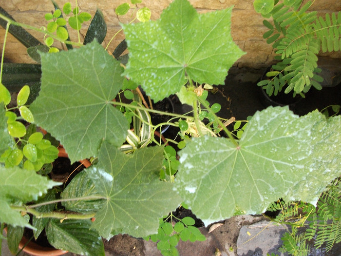 Hibiscus tiliaceus galben