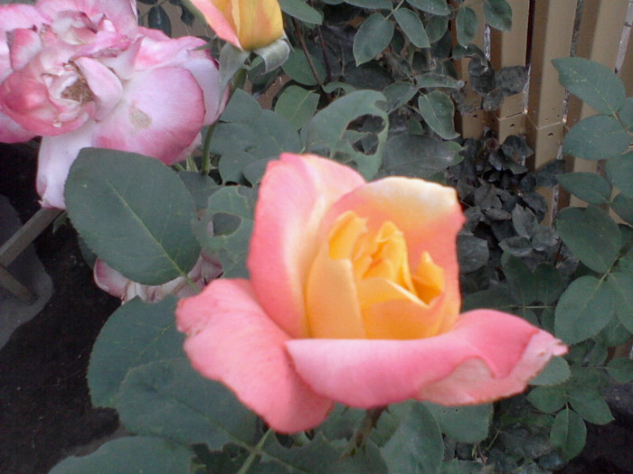 Fotografie-0202 - 22 iulie