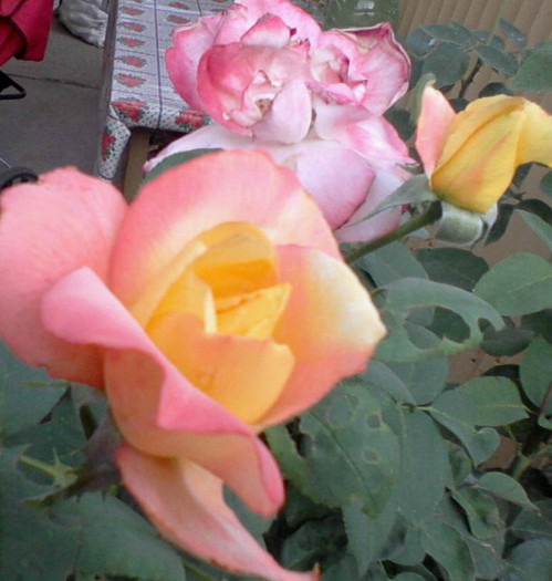 Fotografie-0203_e1 - 22 iulie