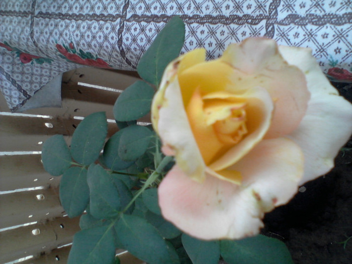 Fotografie-0206 - 22 iulie