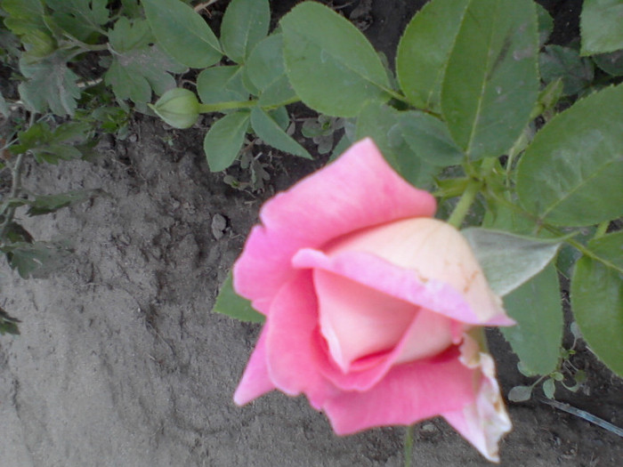 Fotografie-0207 - 22 iulie