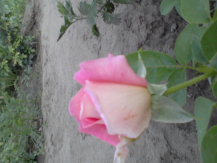 Fotografie-0208 - 22 iulie