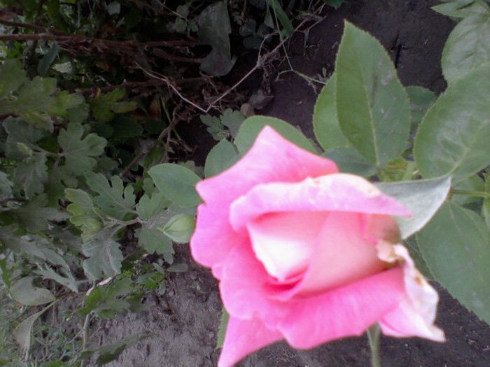 Fotografie-0210 - 22 iulie